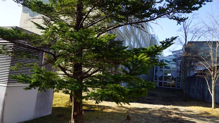 This picture is for quick loading of picture.