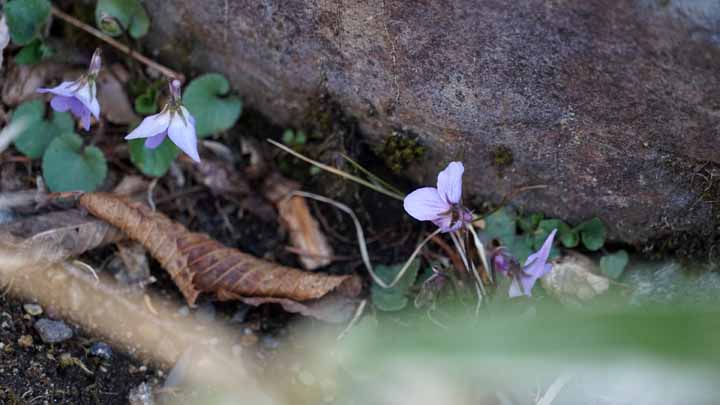 This picture is for quick loading of picture.