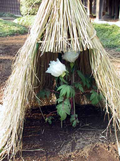 This picture is for quick loading of picture.