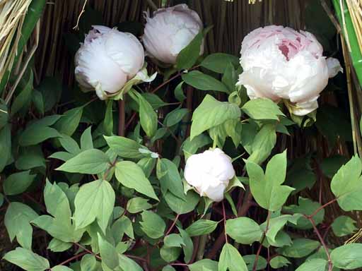 This picture is for quick loading of picture.