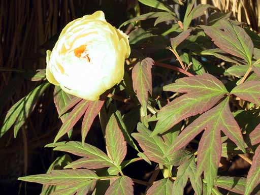 This picture is for quick loading of picture.