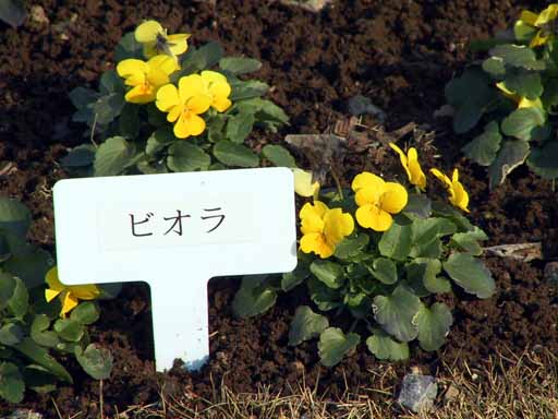 This picture is for quick loading of picture.