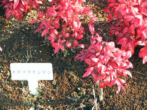 This picture is for quick loading of picture.