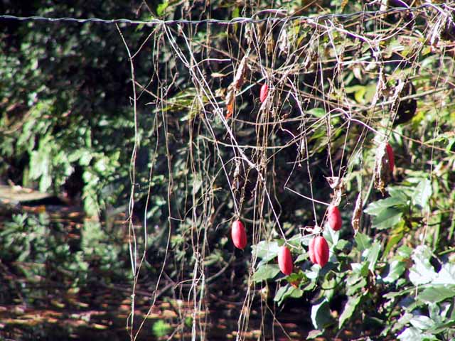 This picture is for quick loading of picture.