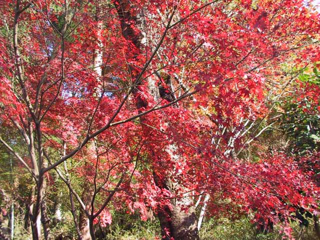 This picture is for quick loading of picture.