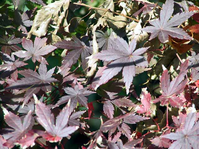 This picture is for quick loading of picture.