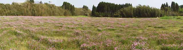 This picture is for quick loading of picture.