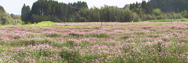 This picture is for quick loading of picture.