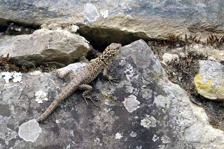 This picture is for quick loading of picture.