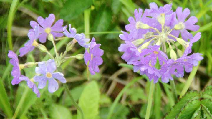 This picture is for quick loading of picture.