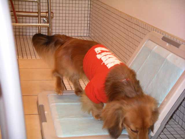 IMGP1835.jpg
 ORG[640 x 480] NOW[ 640 x 480]
(�␳�O�{�����{���␳������100���ŕ\����)