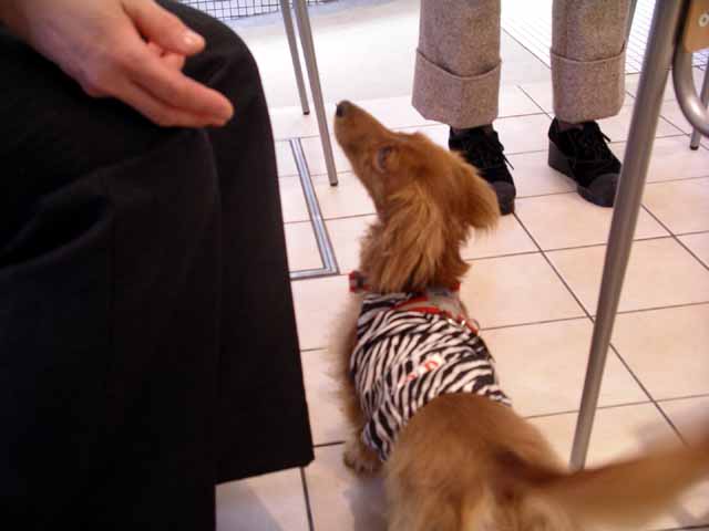 This picture is for quick loading of picture.