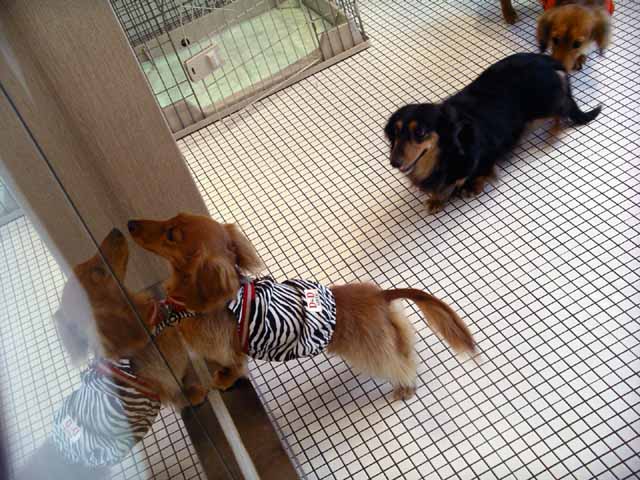 This picture is for quick loading of picture.