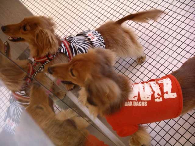 This picture is for quick loading of picture.