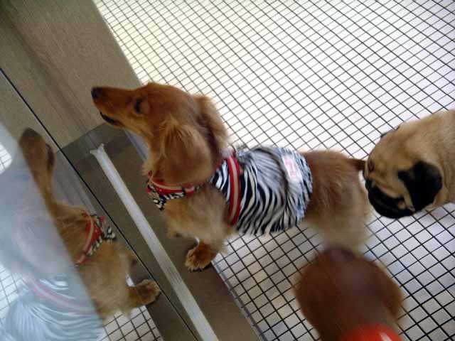 This picture is for quick loading of picture.