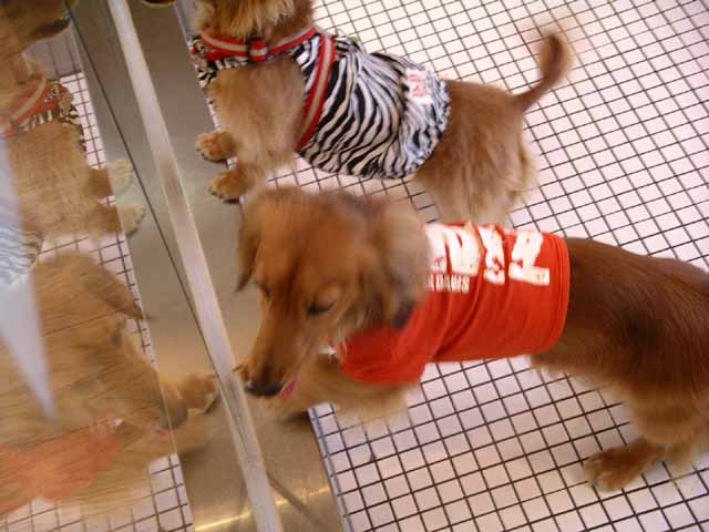 This picture is for quick loading of picture.