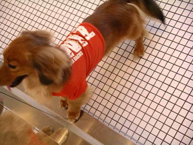 This picture is for quick loading of picture.