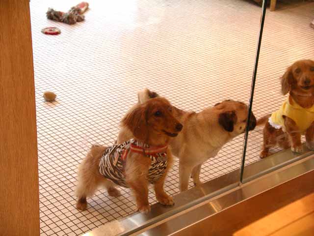 This picture is for quick loading of picture.