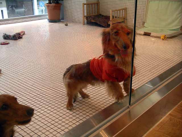 This picture is for quick loading of picture.