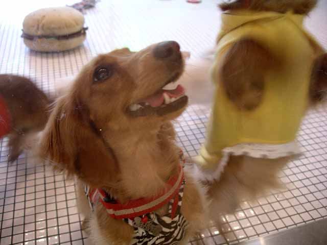 This picture is for quick loading of picture.