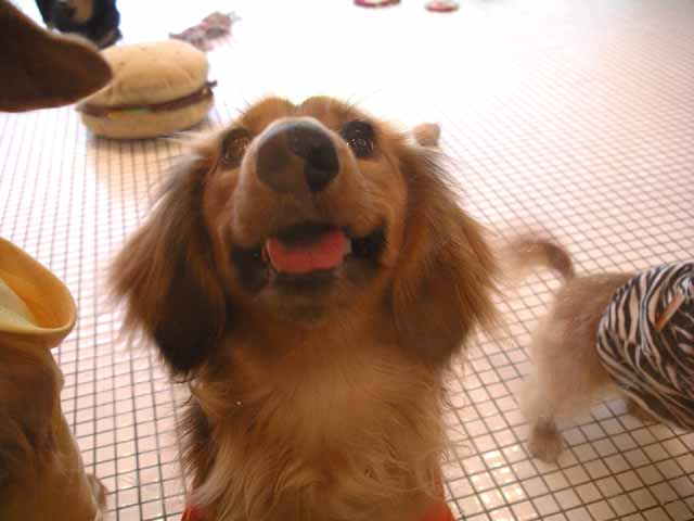 This picture is for quick loading of picture.