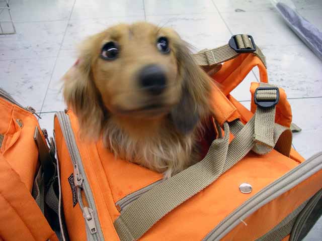 This picture is for quick loading of picture.