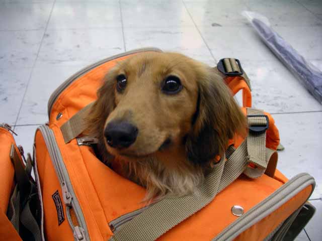 This picture is for quick loading of picture.