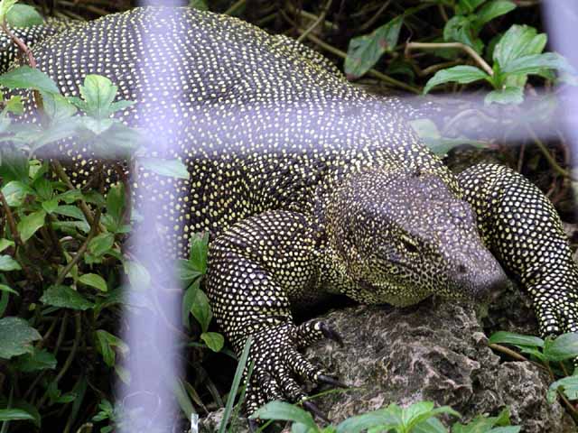 This picture is for quick loading of picture.