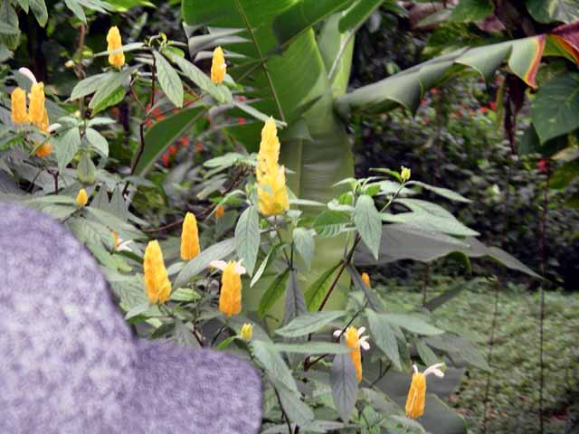 This picture is for quick loading of picture.