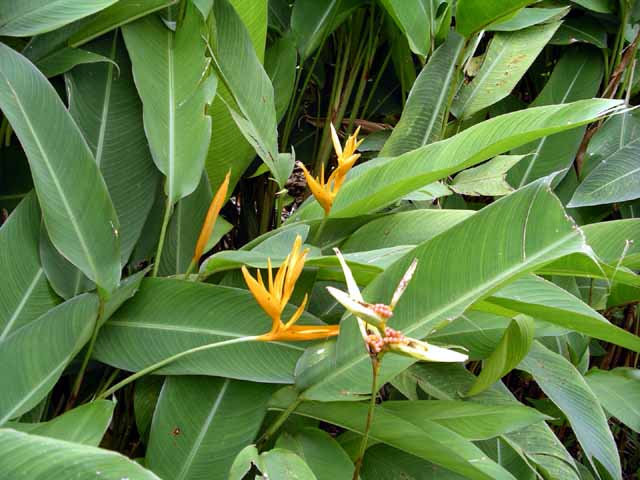 This picture is for quick loading of picture.