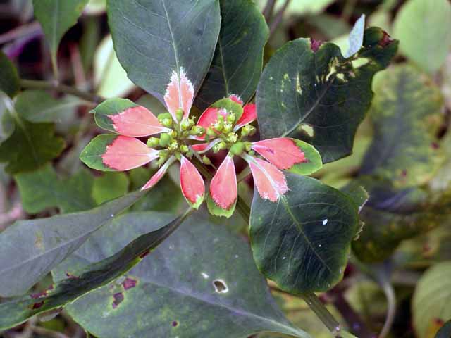 This picture is for quick loading of picture.