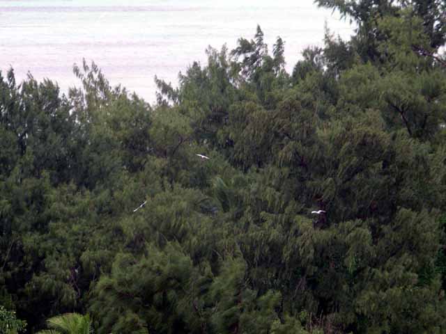 This picture is for quick loading of picture.