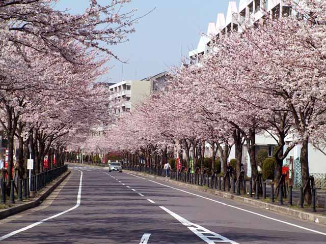 This picture is for quick loading of picture.