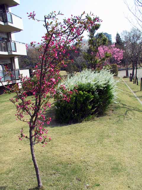 This picture is for quick loading of picture.