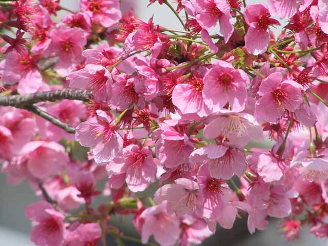 This picture is for quick loading of picture.