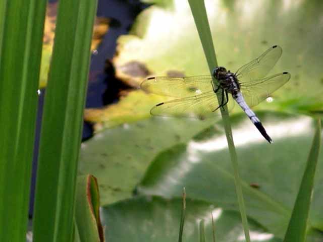 This picture is for quick loading of picture.