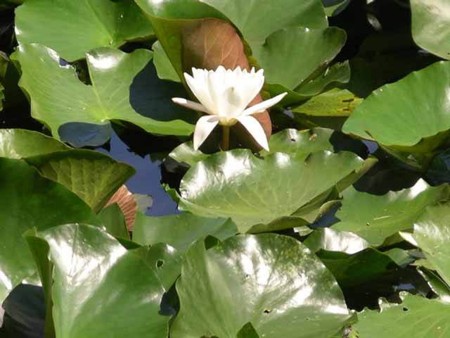 This picture is for quick loading of picture.