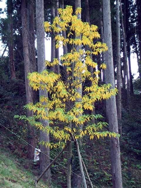 This picture is for quick loading of picture.