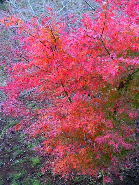 This picture is for quick loading of picture.