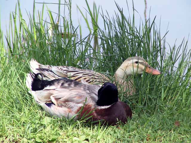 This picture is for quick loading of picture.