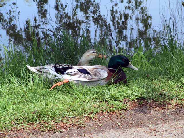 This picture is for quick loading of picture.