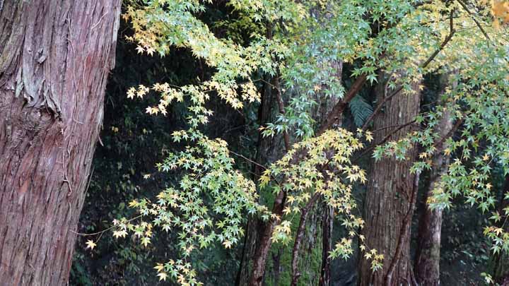 This picture is for quick loading of picture.