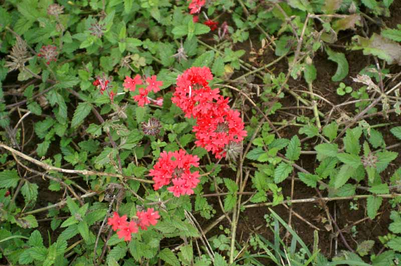 This picture is for quick loading of picture.