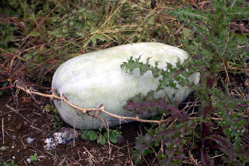 This picture is for quick loading of picture.