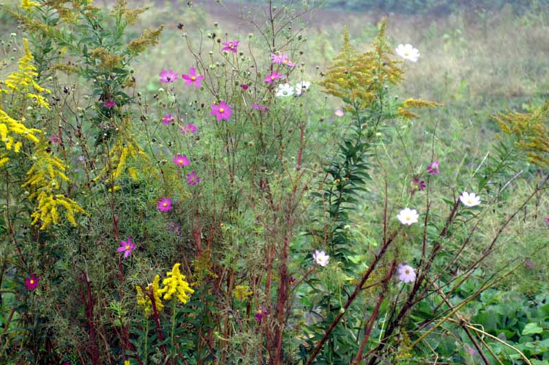 This picture is for quick loading of picture.