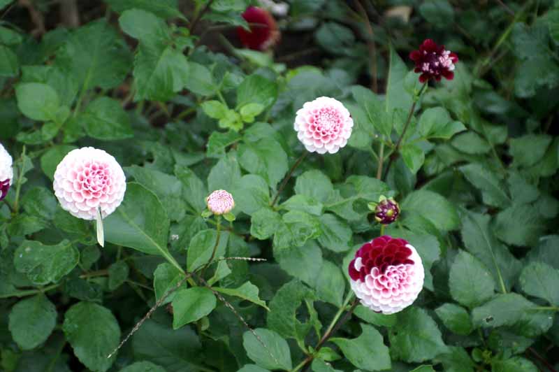 This picture is for quick loading of picture.