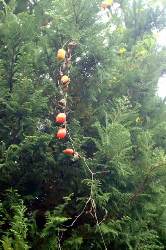 This picture is for quick loading of picture.