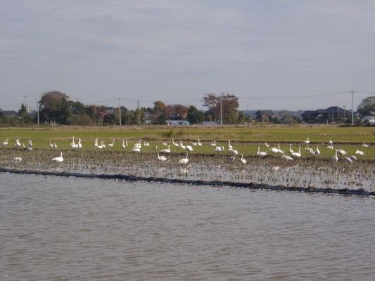 11180002.jpg
 ORG[533 x 400] NOW[ 533 x 400]
(�␳�O�{�����{���␳������100���ŕ\����)