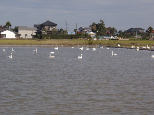 This picture is for quick loading of picture.