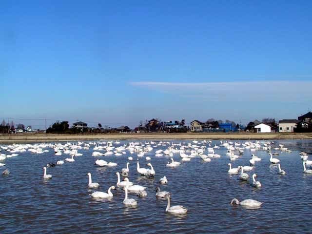 This picture is for quick loading of picture.